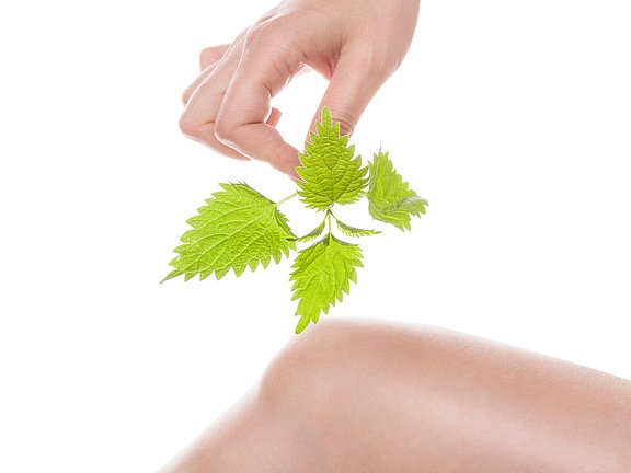 Eine Hand hält eine grüne Brennnesselpflanze neben einem Knie vor einem weißen Hintergrund.